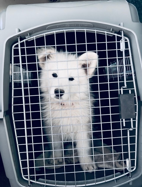 Why You Should Crate Train Your White Swiss Shepherd