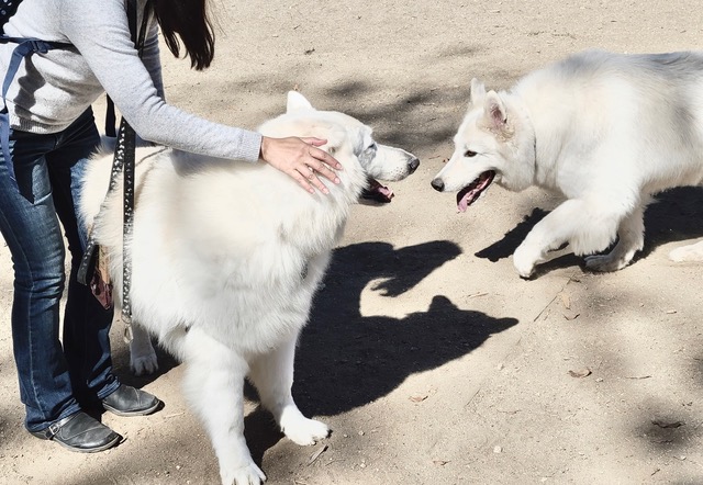 How to Introduce Your White Swiss Shepherd to Other Dogs